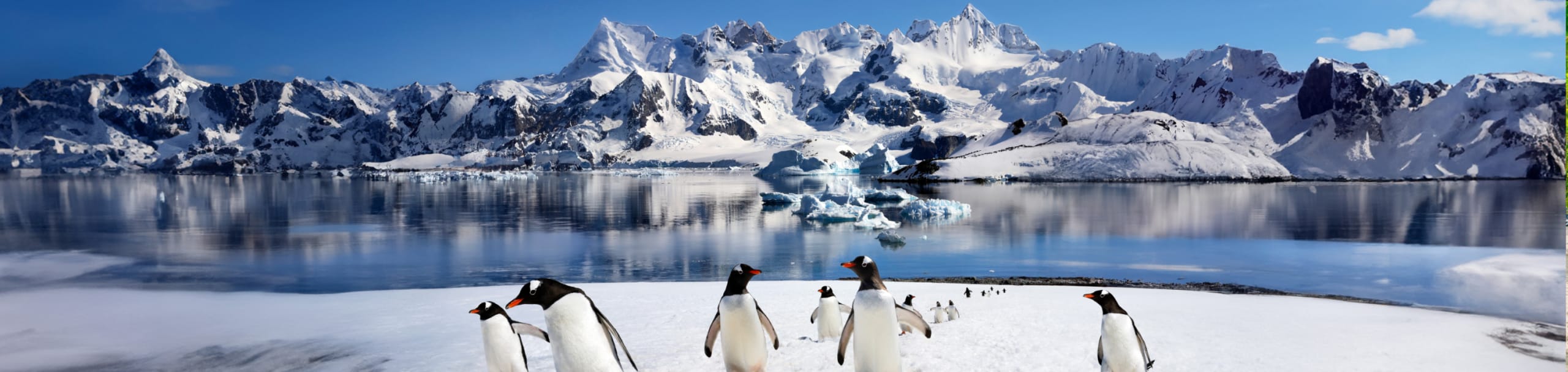 Antarctica & the Arctic